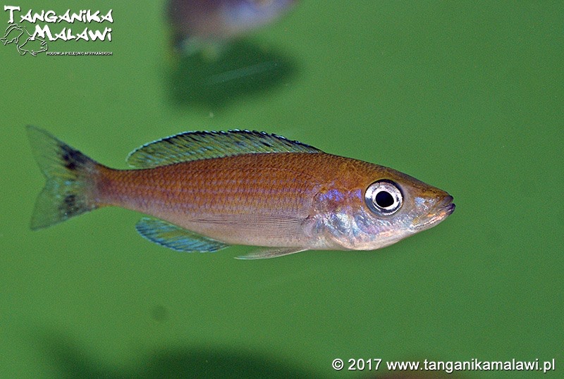 Cyprichromis sp. 'brilliant jumbo' (Speckleback Moba)